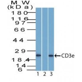 CD3e(Rabbit PAb), 1mg/mL
