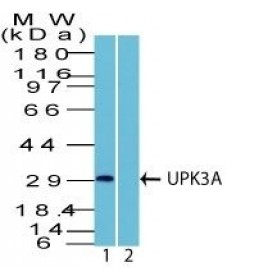 UPK3A (Uroplakin 3A)(Rabbit PAb), 1mg/mL