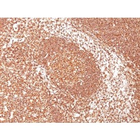 CD45 / LCA(2B11), 1mg/mL