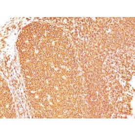 CD45RB(PD7/26), 1mg/mL