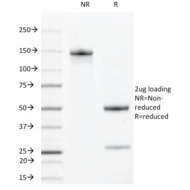 VEGF-R2 / CD309 / Flk-1 / KDR3(DC101), 1mg/mL