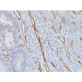 CD31 / PECAM-1(JC/70A), 1mg/mL