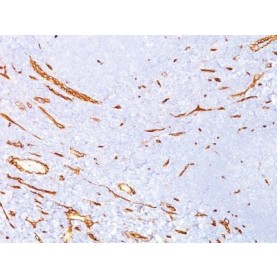 CD34(QBEnd/10), 1mg/mL