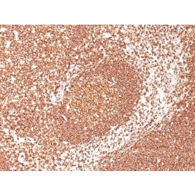 CD45 / LCA(2B11 + PD7/26), 1mg/mL
