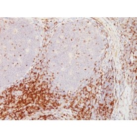 CD5(CD5/54/F6), 1mg/mL