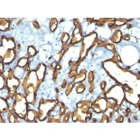 CD34(HPCA1/763), 1mg/mL