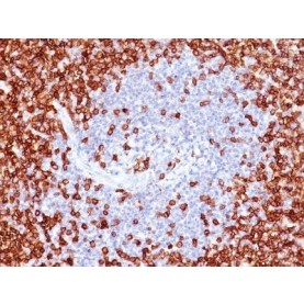 CD45RO(T200/797), 1mg/mL