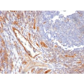 CD31 / PECAM-1(C31.10), 1mg/mL