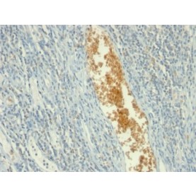 Adenosine Monophosphate Deaminase 3 (AMPD3)(AMPD3/901), 1mg/mL