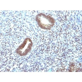 CD46(197-2B1), 1mg/mL