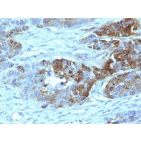Blood Group H Type 2 (CD173)(19-OLE), 1mg/mL