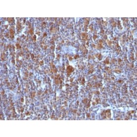 Bax(BAX/962), 1mg/mL