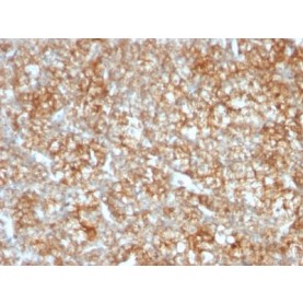 CD147(BSG/963), 1mg/mL