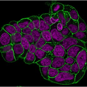 CD47(IAP/964 + B6H12.2), 1mg/mL