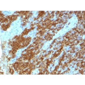 CD45RA(111-1C5), 1mg/mL
