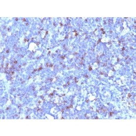 CD43(SPN/1094), 1mg/mL