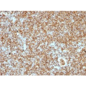 CD45RB(PTPRC/1147), 1mg/mL