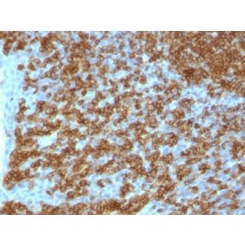 CD45RA(PTPRC/1148), 1mg/mL