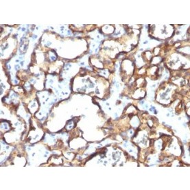 CD34(HPCA1/1171), 1mg/mL