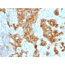 Biotium BNUM1243-50, CD11c (Dendritic Cell Marker) ( ITGAX/1243) , 1mg/mL