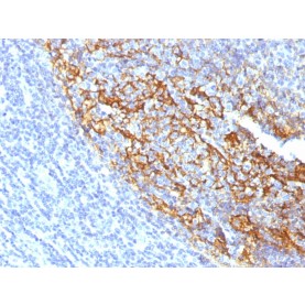Biotium BNUM1318-50, CD35 / CR1 (Follicular Dendritic Cell Marker)(To5), 1mg/mL