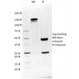 Biotium BNUM1528-50, BTLA(BTLA/1528), 1mg/mL