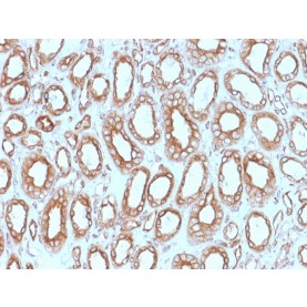 Biotium BNUM1543-50, Calnexin (Endoplasmic Reticulum Marker)(CANX/1543), 1mg/mL