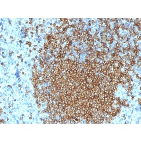 CD45RA (Leukocyte Marker)(K4B5), 1mg/mL