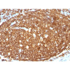 CD45RB (B-Cell Marker)(N/A), 1mg/mL