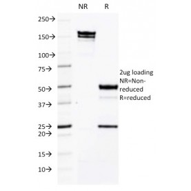 CD50 / ICAM3(CG106), 1mg/mL