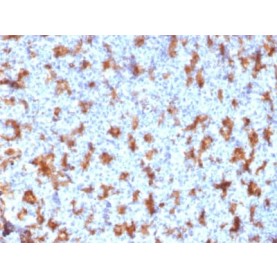Biotium BNUM2507-50, CD11c (Dendritic Cell Marker) (ITGAX/2507), 1mg/mL