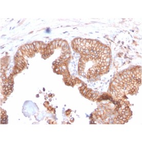 CD47 / IAP (Integrin Associated Protein)(CD47/2937), 1mg/mL