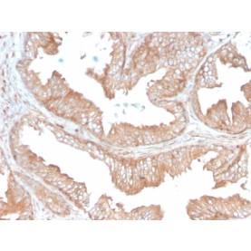 CD47 / IAP (Integrin Associated Protein)(CD47/3019), 1mg/mL