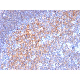 Biotium BNUM3116-50, CD19 (B-Lymphocyte Marker)(CD19/3116), 1mg/mL
