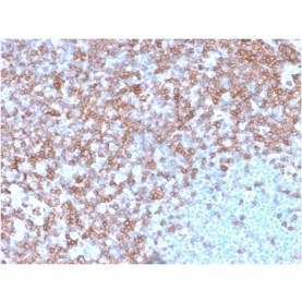 Biotium BNUM3388-50, CD43 (T-Cell Marker)(SPN/3388), 1mg/mL