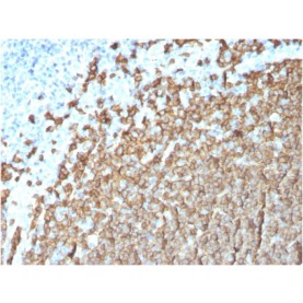 Biotium BNUM3411-50, CD20/ MS4A1 (B-Cell Marker)(MS4A1/3411), 1mg/mL