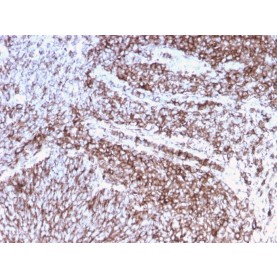 CD44 / HCAM Std. (Cancer Stem Cell Marker)(rHCAM/918), 1mg/mL