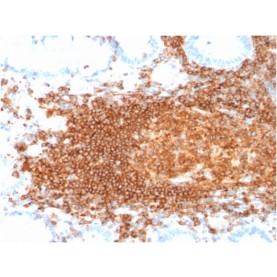 CD45RB (B-Cell Marker)(rPTPRC/1132), 1mg/mL