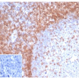 Biotium BNUM3644-50, CD3e (T-Cell Marker)(rC3e/1931), 1mg/mL