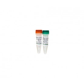 Universal Methylated Human DNA Standard