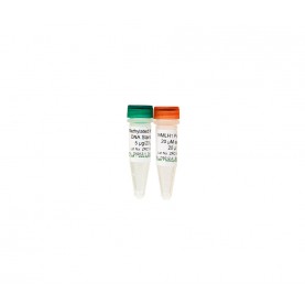 Universal Methylated Mouse DNA Standard