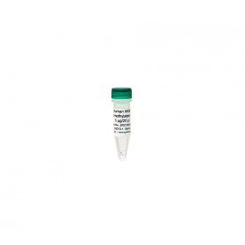 Human WGA Non-Methylated DNA (5 μg / 20 μl)