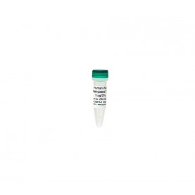 Human WGA Methylated DNA (5 μg / 20 μl)