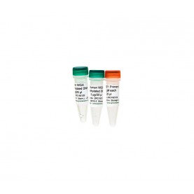 Human Methylated & Non-Methylated (WGA) DNA Set (DNA w/ primers)