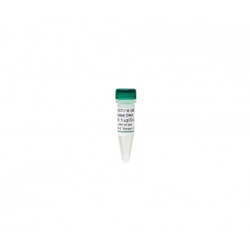 Human HCT116 DKO Methylated DNA (5 μg / 20 μl)