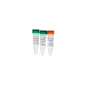 Human Methylated & Non-Methylated DNA Set (DNA w/ primers)