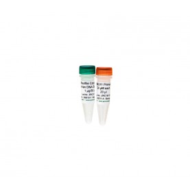 Bisulfite-Converted Universal Methylated Human DNA Standard