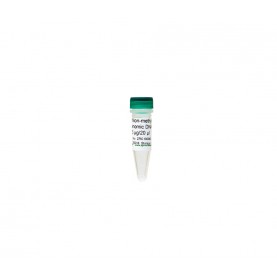 E. coli Non-Methylated Genomic DNA (5 μg/ 20 μl)
