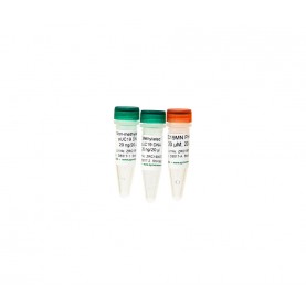 Methylated & Non-Methylated pUC19 DNA Set
