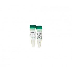 Human Matched DNA Set
